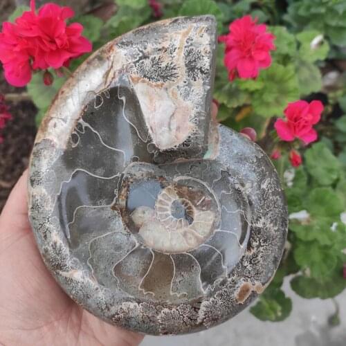 800-900g natural fossil conch ashtray crystal samples cured 1pcs