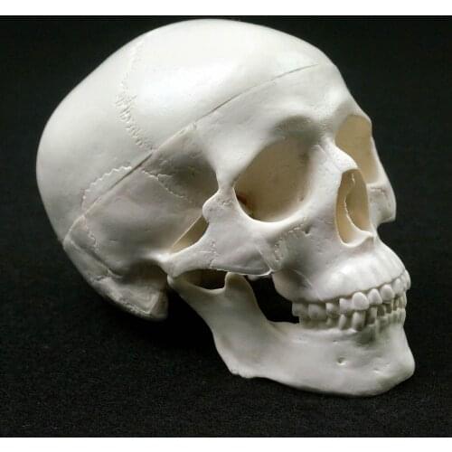 Skull Model of Human Anatomical Model Medicine Skull Human Anatomical Anatomy Head Studying Anatomy Teaching Supplies