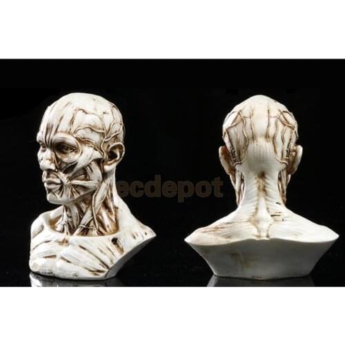 4" Human Model Anatomy Skull Head Muscle Bone Artist Drawing Antique White/ Yellow