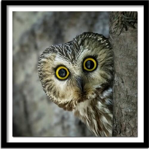 All Diamond Embroidery Animal Owl 5D Diamond Painting Cross Stitch Diamond Acupuncture Handicraft Wall Stickers YZ316