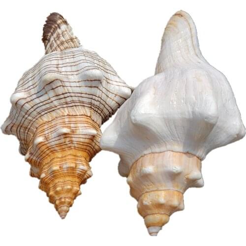 Natural Red Spiral Horn-Shaped Conch Shell Super Large Conch Shell Starfish Fish Tank Landscape Big Starfish Angle Conch Home