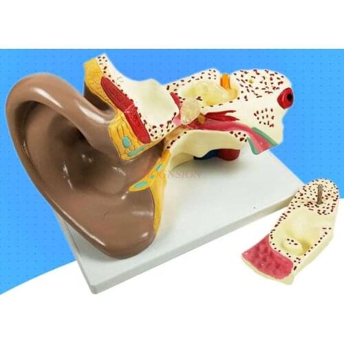 Ear Anatomy Model (6x magnification) Experimental Equipment Middle School Teaching Instrument Human Organ Ear Teaching Aid