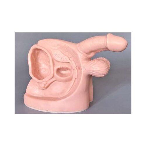 Male internal and external reproductive organ model catheterization demonstration model reproductive system structure teaching