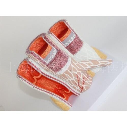 Vascular model enlarged arterial and venous model high quality