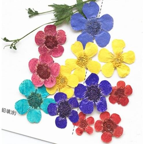 Dyed Several Color Buttercup Flower Pressed Flower For Nail DIY Material Free Shipment 120 Pcs