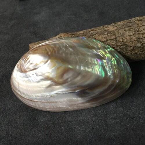 American pink abalone shell Natural craft Conch Home Decoration Aquarium Landscaping Wedding Landscape Decoraition 1lot(2pcs)