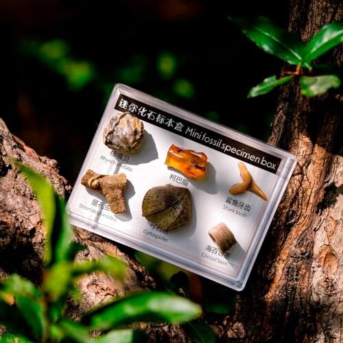 6pcs Natural Mineral Rock Samples in a Box Fossil Specimens Stone Collectible Gift for Kids