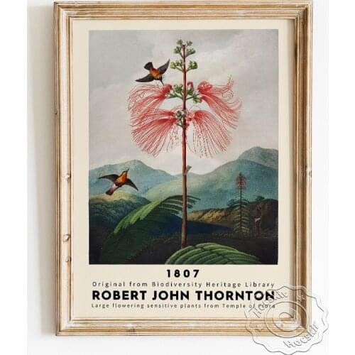 Robert John Thornton Exhibition Museum Art Poster, Large Flowering Sensitive Plant Wall Picture, The Temple Of Flora Home Decor