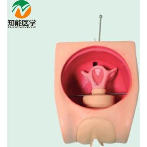 BIX-FT33B Senior Anatomy Uterus Female Contraception Model G174