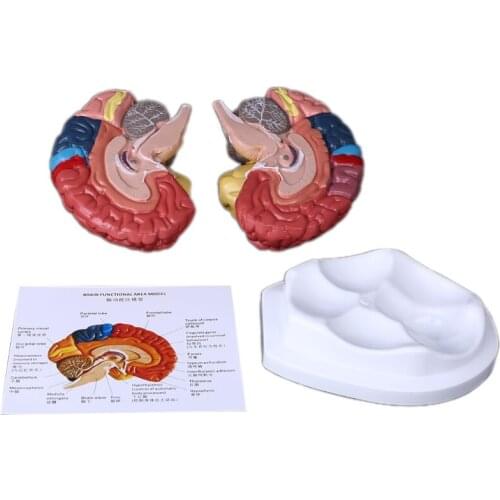 Life Size Human Brain Functional Area Model Anatomy for Science Classroom Study Display Teaching
