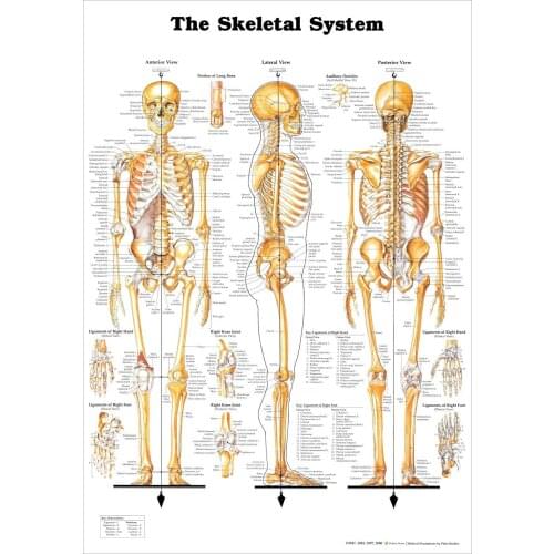 THE SKELETAL SYSTEM CHART ANATOMY Art Film Print Silk Poster Home Wall Decor 24x36inch