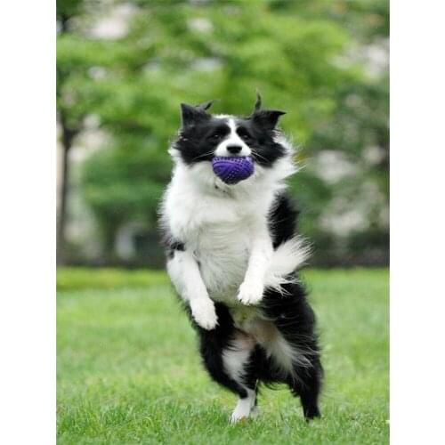 Animal Border Collie DIY Embroidery 11CT Cross Stitch Kits Needlework Craft Set Printed Canvas Cotton Thread Dropshipping