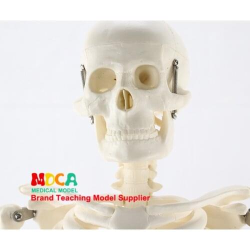 85CM Anatomy Art Medical Standard Human Skeleton Model Skeleton Skeleton Teaching Model MGG201