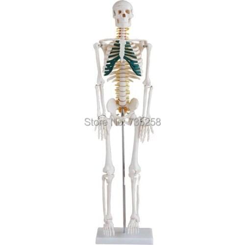 85cm Skeleton with Spinal Nerves,Human body skeleton model with nerve