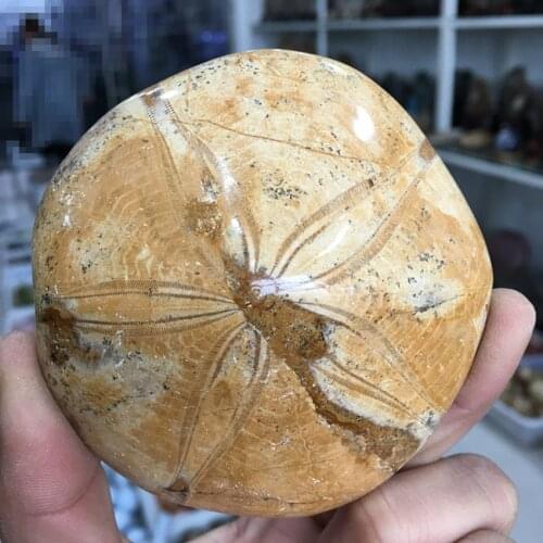 Natural citrine Starfish flower &rough crystal mineral specimen gemstone reiki healing for home decoration stone fengshui