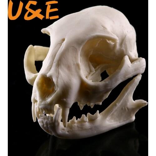 Realistic Lucky Cat Skull Model Resin Replica Skeleton Medical Teaching Sculpture Teaching Skeleton Model Halloween Decoration