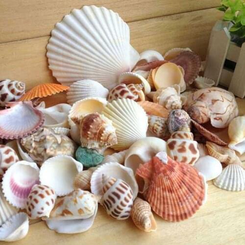 Natural Mixed Sea Shells for Aquarium Microlandschaft Decor Props