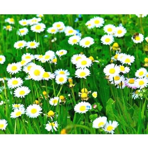 Painting By Numbers DIY Dropshipping 40x50 50x65cm White flowers in the wild Flower Canvas Wedding Decoration Art picture Gift