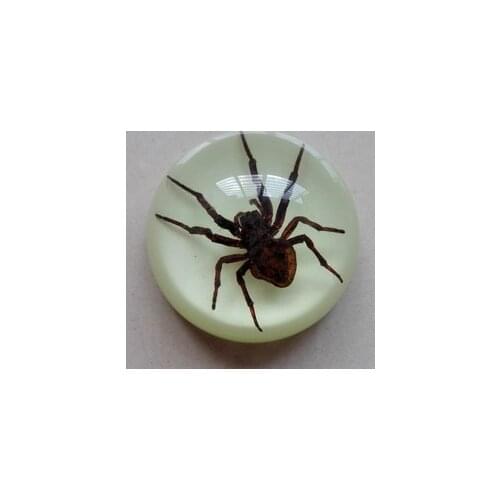 Artificial amber stuffed insect specimen spider centipede scorpion bat creative gift home table 6.3x3cm