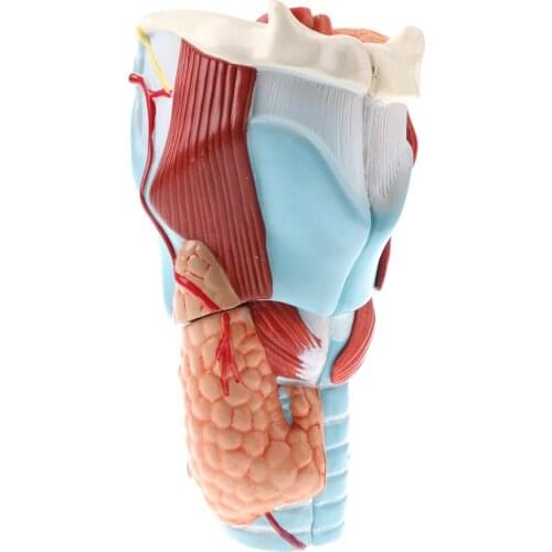 Magnification 2x Human 5 Parts Pharynx and Larynx Model Medical Study Kits Lab Supplies
