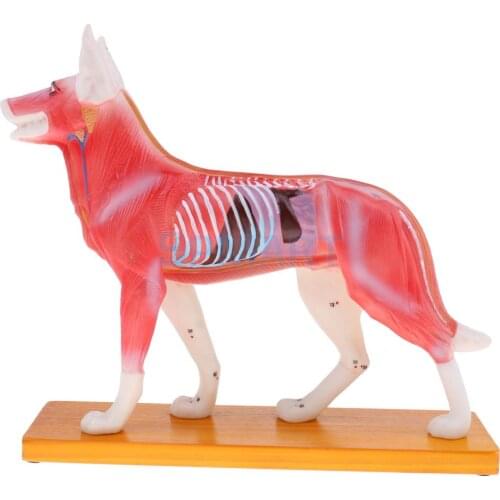 Dog Acupuncture Anatomical Model With 36 Acupuncture Points Professional Teaching Tool School Lab Supplie