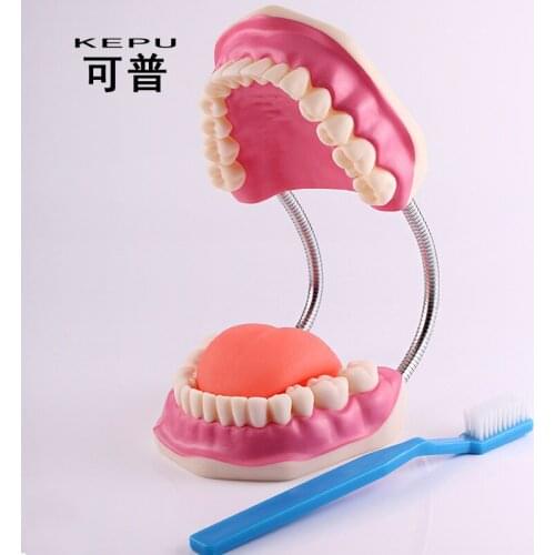 Oral Health Care Dental Model Kindergarten Teaching Aids Childrens Toys Brushing Demonstration Van Dentition Dental Teaching