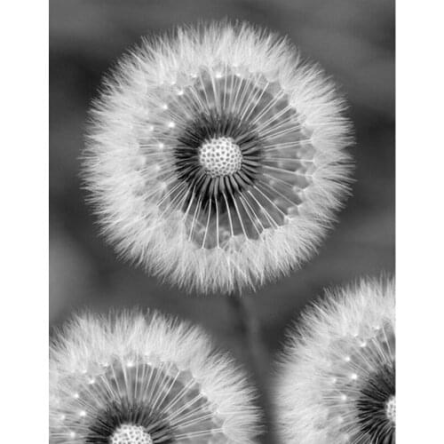 Black and white photo Diamond Embroidery Dandelion Rhinestones Diy Diamond Painting Mosaic Beadwork 5d Cross Stitch KitsZP-1805