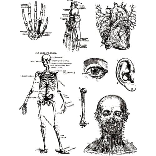 2021 New Halloween Skeleton Heart Clear Stamps Dissection Eye and Ear Scrapbooking For Crafts Card Making no Metal Cutting Dies
