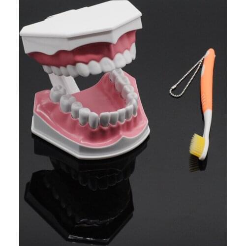 Dentistry Lab instrument for Tooth Care Child Kid Teaching Study Model