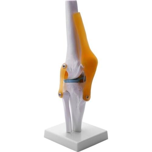 Knee Joint Simulation Model - Human 1:1 Size Anatomy Flexible Knee Skeleton Teaching Mold for Science Classroom Study Display