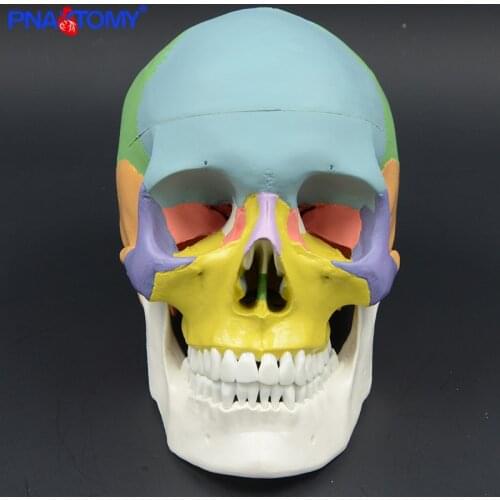 Adult skull model colored 3 parts natural size skeleton system for study medical model human anatomy for art teaching resources