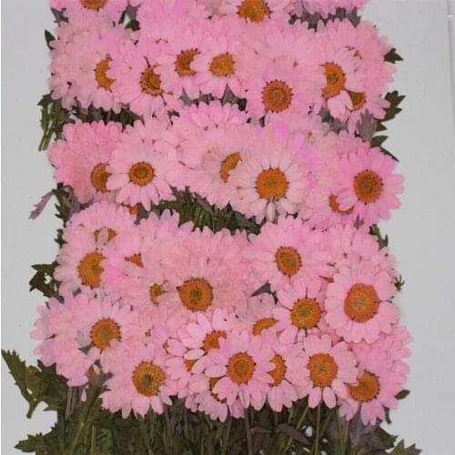 120 pcs Natural positive pressure with dendritic chrysanthemum DIY glue dried flower phone case pressed flower Making Craft