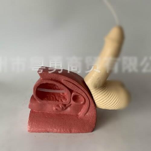 Male reproductive catheterization model catheterization urinary bladder anatomy reproductive structure catheterization exercise