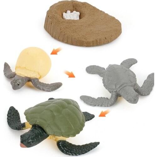 Simulation Animals Growth Cycle Life Cycle Model Set Frog Ant Mosquito Sea Turtle Chicken simulation Model Toy For Kids Gift