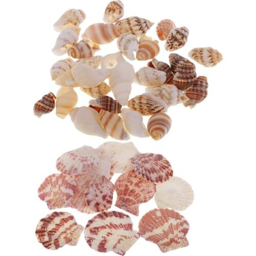 30x Sea Shells Mixed Beach Seashells Natural Colorful Seashells Crafts