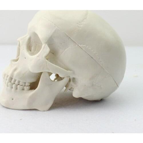 High quality Artificial skull model human skeleton small skull model