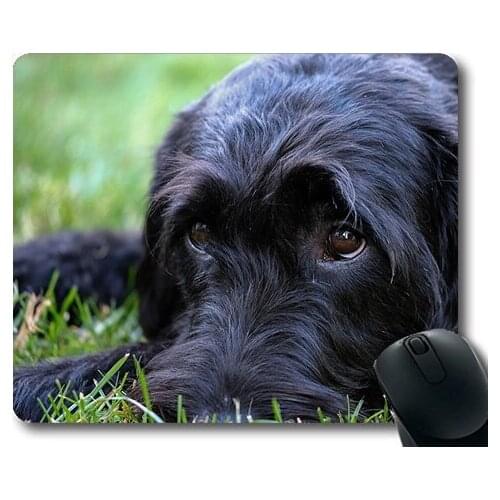 Golden retriever puppy dog,Labradoodle Schnauzer Riesenschnauzer Labrador,dogs mouse mat