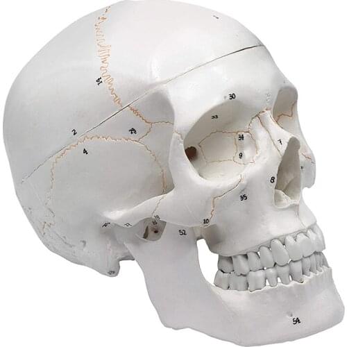 1:1 Lifesize Human Skeleton Skull Anatomy Model Medical Science Teaching Modle Drop Shipping