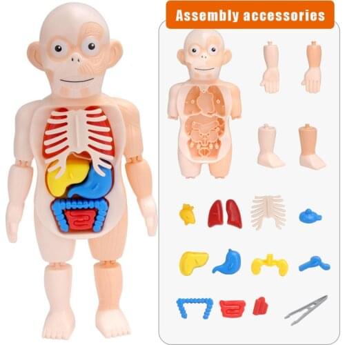 3D Puzzle Human Organ Model Set DIY Assemble Human Anatomy Model Removable Educational Toy Great Gift for Kids Adults Children