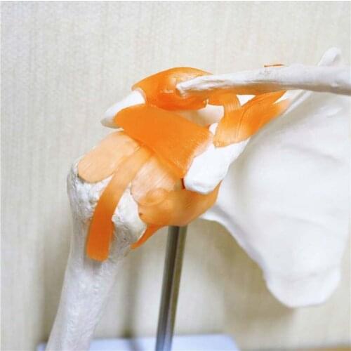 1:1 Life Size Humans Anatomy Skeleton Anatomical Model Manikins Skull Odontologia Shoulder Bone Muscle Joint Anatomical Model