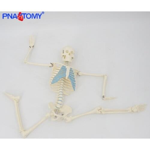 85cm Skeleton Model Human Anatomy Skull Spine Ribs Pelvis Bone Arms and Legs Foot and Hand Bone Model with Base Medical Tool