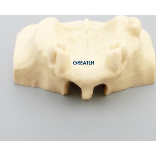 Dental Sinus Lift Practice Teeth Model Typodont Study Model 2013F Dental Teaching Model