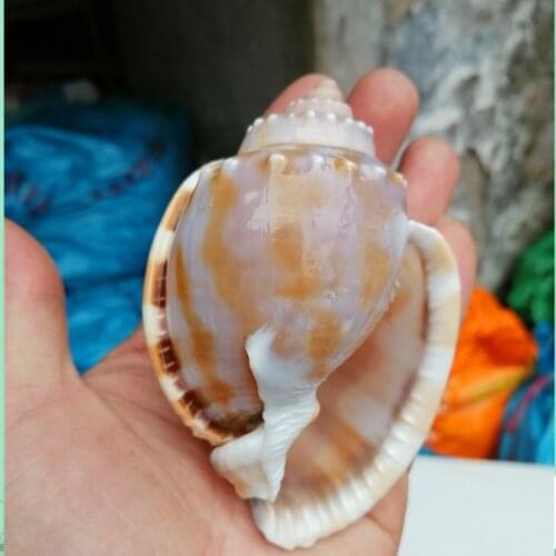 Natural and rare boutique conch shells Golden snails Sanhu roll shellfish shelter fish tank landscape decoration hermit crab rep