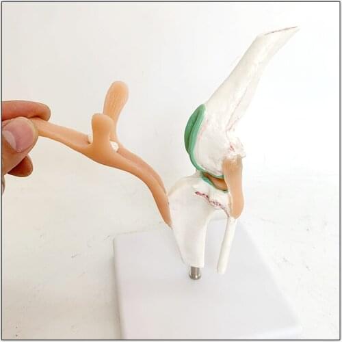 Dog healthy knee ligament function model dog joint skeleton model dog bone dog joint
