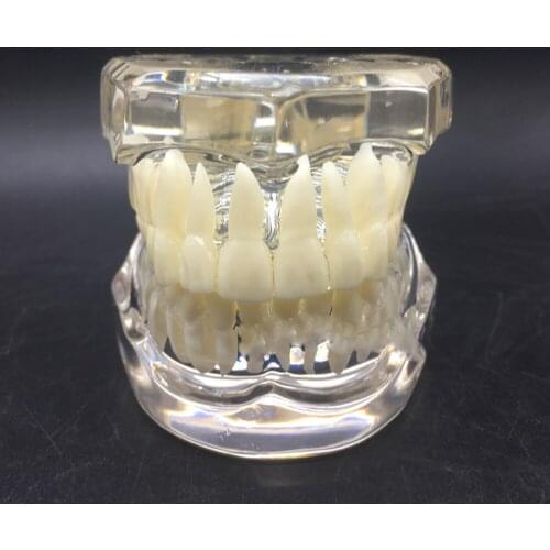 Human Dental laboratory anatomical teeth anatomy teach brain model gift implant prices skull equipment