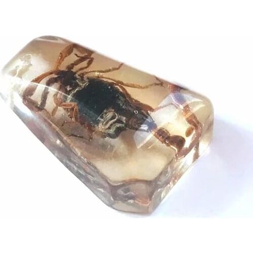 12 pcs real scorpion king insect fashion keychain