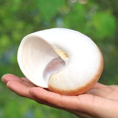 Bread Snail Natural Conch Shell Fish Tank Landscape Aquarium Decoration Hermit Crab Roll Shellfish Shell Pot Ornaments Crafts