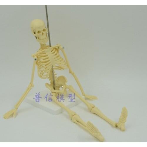 45cm small Skeleton model human Medical Science bone model