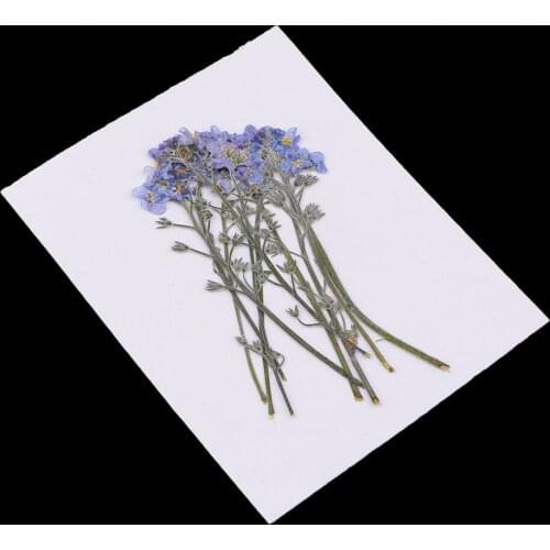 10 Pack Natural Pressed Dried Flowers Forget-me-not DIY Scrapbook Art Craft
