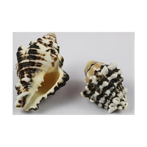 Natural conch shell black box snail fish tank ornaments aquarium landscaping seaside specimens Mediterranean style ornaments
